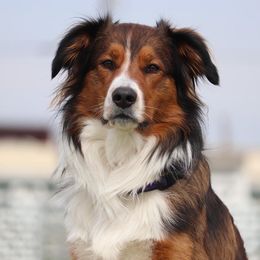 English Shepherd All Grown Up from Mondurles English Shepherds