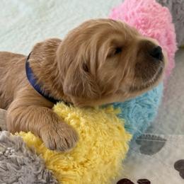 DAKOTA - Red  female Goldendoodle puppy in Porter Ranch, California from Jasperdoodle.com