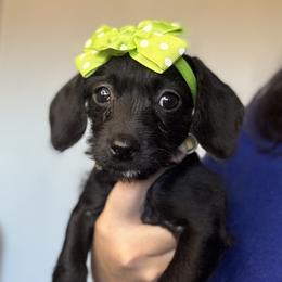 Willow (black and white female) - Black and white female Companion Cross puppy in Waldron, Arkansas from Kay’s Cutie Poos