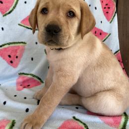 Labrador Retriever Puppies from Triple Threat Labradors