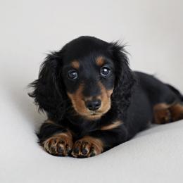 Dachshunds from meghan poort