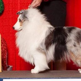 Shetland Sheepdogs from Echo Hill Shelties