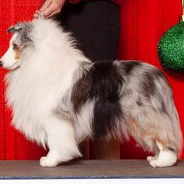 Shetland Sheepdogs from Echo Hill Shelties