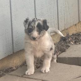 Freedom - Blue merle female Border Collie puppy in Lakeport, California from Akins Aussies/Wild Rose Ranch