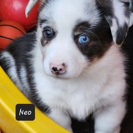 American Corgi Puppies from Wigglebutts American Corgis