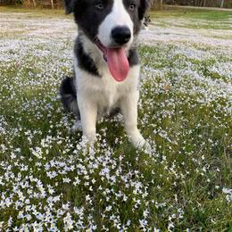 Border Collie Puppies from Lil Maine Border Collies