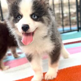 Gelato - Blue female Pomsky puppy in Centerville, Iowa from LJ Kennels Pomskies, LLC