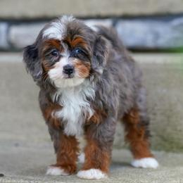 Trinity - Merle female Bernedoodle puppy in Dundee, Ohio from Down Home Doodle