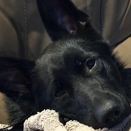 Mamba - German Shepherd