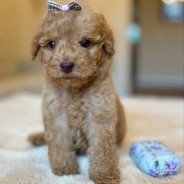 Cece - Red female Labradoodle puppy in San Antonio, Texas from I Love U Back Labradoodles, LLC