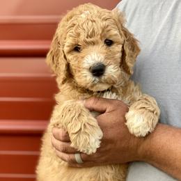 Goldendoodle Puppies from Cane Creek Goldendoodles