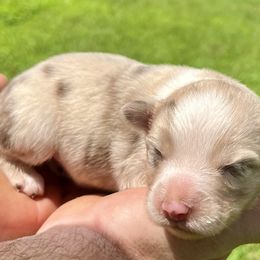 Lou - Red merle female Miniature Australian Shepherd puppy in Mount Carmel, Tennessee from Hill Top Mini Aussies