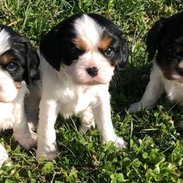 Cavalier King Charles Spaniels from Pruiett Cavaliers