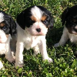 Cavalier King Charles Spaniels from Pruiett Cavaliers