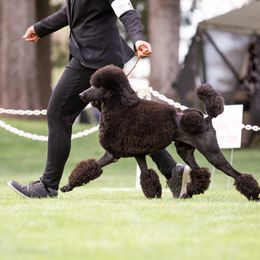 Chinese Cresteds, Poodles, and Xoloitzcuintli from Feathers End Kennels