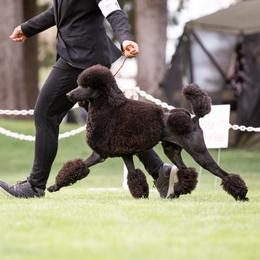 Chinese Cresteds, Poodles, and Xoloitzcuintli from Feathers End Kennels