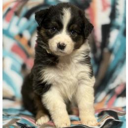 Arley - Black tri-color female Australian Shepherd puppy in Bethany, Connecticut from Wynter Thyme Manor Australian shepherds