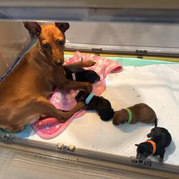 Miniature Pinscher puppies from Bridget GreenBoddy