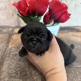 Gray collar - Black male Pug puppy in Tucson, Arizona from Furever Friends