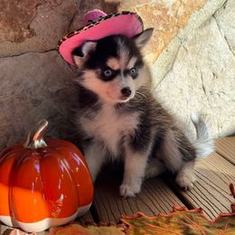 Paige - Black and white female Pomsky puppy in Venus, Pennsylvania from Hemlock Pines Pomsky
