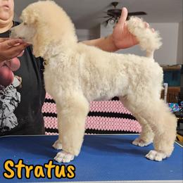 Stratus - Cream Poodle puppy in Bishop, Texas from Mercury Standard Poodles