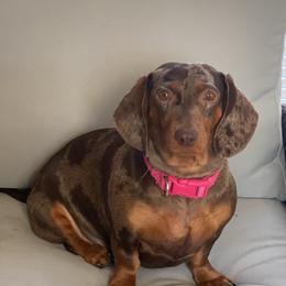 Dachshund All Grown Up from Michelle’s Dachshund Darlings