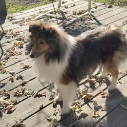 Shetland Sheepdogs and Shih Tzus from Jackie Dingess's Shih Tzu and Shetland Sheepdogs
