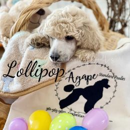 Poodle Puppies from Agape Standard Poodles