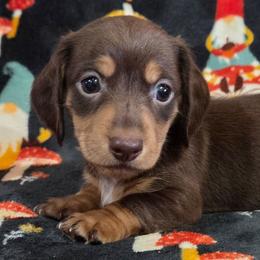 Topper - Chocolate and tan male Dachshund puppy in Cowen, West Virginia from Bennett Babies