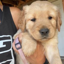 Light purple girl - Golden female Golden Retriever puppy in Post Falls, Idaho from Mountain View Goldens