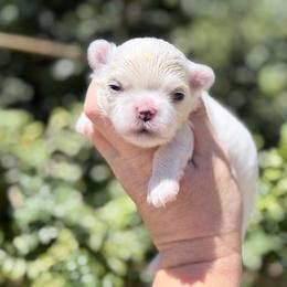 Maltese puppies from Exotic City Pomeranians and chihuahuas