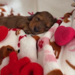 Valentina - Dapple female Dachshund puppy in Phoenix, Arizona from Lengthydog.co