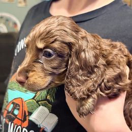 Maui - Chocolate male Dachshund puppy in Copperas Cove, Texas from Isalyn Dachshunds