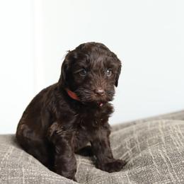Light Pink - Chocolate female Australian Labradoodle puppy in Williamstown, New York from Lewis Manor Labradoodles