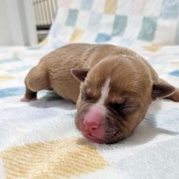 Blossom - Liver female American Pit Bull Terrier puppy in Macon, Georgia from Mythos K9s