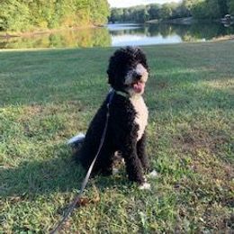 Goldendoodle and Sheepadoodle Puppies from The Farms Precious Doodles