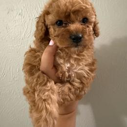 Tofu - Apricot female Poodle puppy in Cypress, Texas from Misocutepoodles