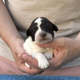 Boy 3 - Brown roan male Lagotto Romagnolo puppy in Sugar Valley, Georgia from Pinnacle Farm and Kennel