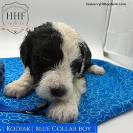 KODIAK - Black and white male Sheepadoodle puppy in Charlo, Montana from Heavenly Hilltop Farm
