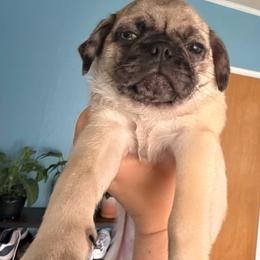 Breeze - Cream male Pug puppy in Smiths Station, Alabama from Magnolia Pugs