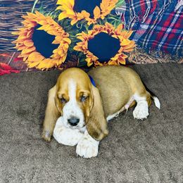 Basset Hound Puppies from S&G's Bassets