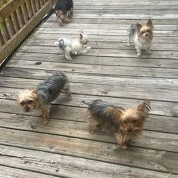 Yorkshire Terriers from Sassypaws