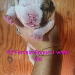 Female 2-Rogue - White and red female American Bulldog puppy in Xenia, Ohio from Bingham's Bulldogs LLC