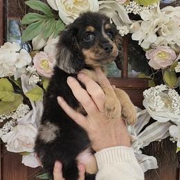 Jonny - Brown male Cockapoo puppy in Dothan, Alabama from Farquharson's Poodles&Doodles
