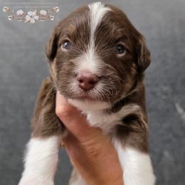 Woody - Red phantom male Aussiedoodle puppy in Vinemont, Alabama from Cotton Country Kennels
