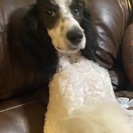 Poodles from Cassundra Parker's Poodles