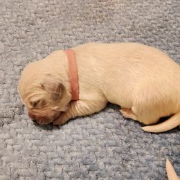 Golden Retriever Puppies from Dandelion Meadows Farm