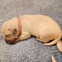 Golden Retriever Puppies from Dandelion Meadows Farm