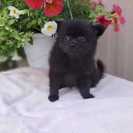 Pomeranian Puppies from Tonia's Pomeranians