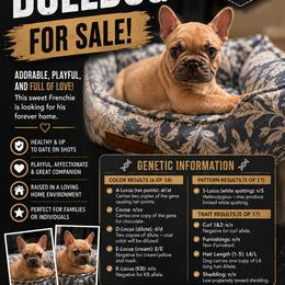 Blue - Cream male French Bulldog puppy in Waldorf, Maryland from Holistic Kennel